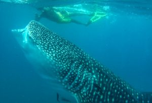 Snorkeling-Whale-Shark-Sea-Of-Cortez