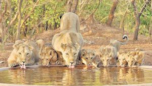 Lions-Gir-National-Park-India