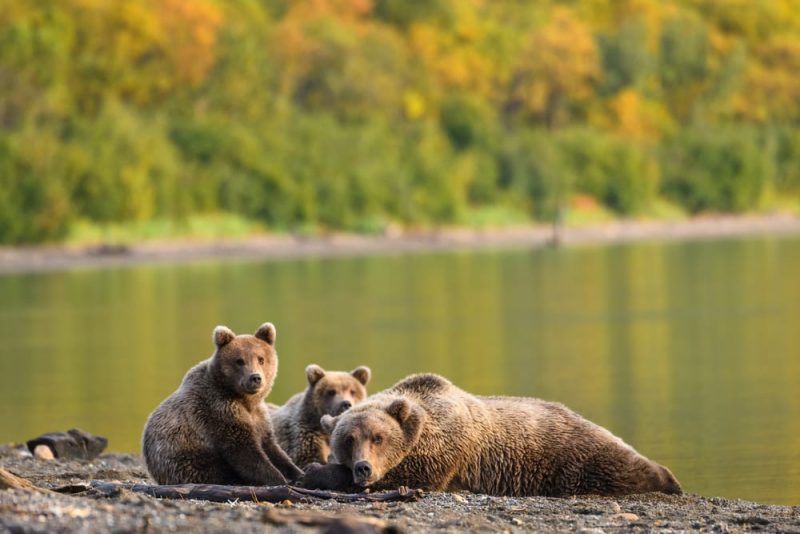 Bears-Salmon-Catcher-Lodge