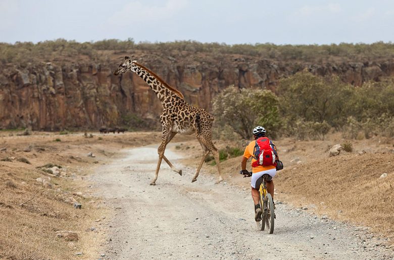 Biking-Safari-Giraffe