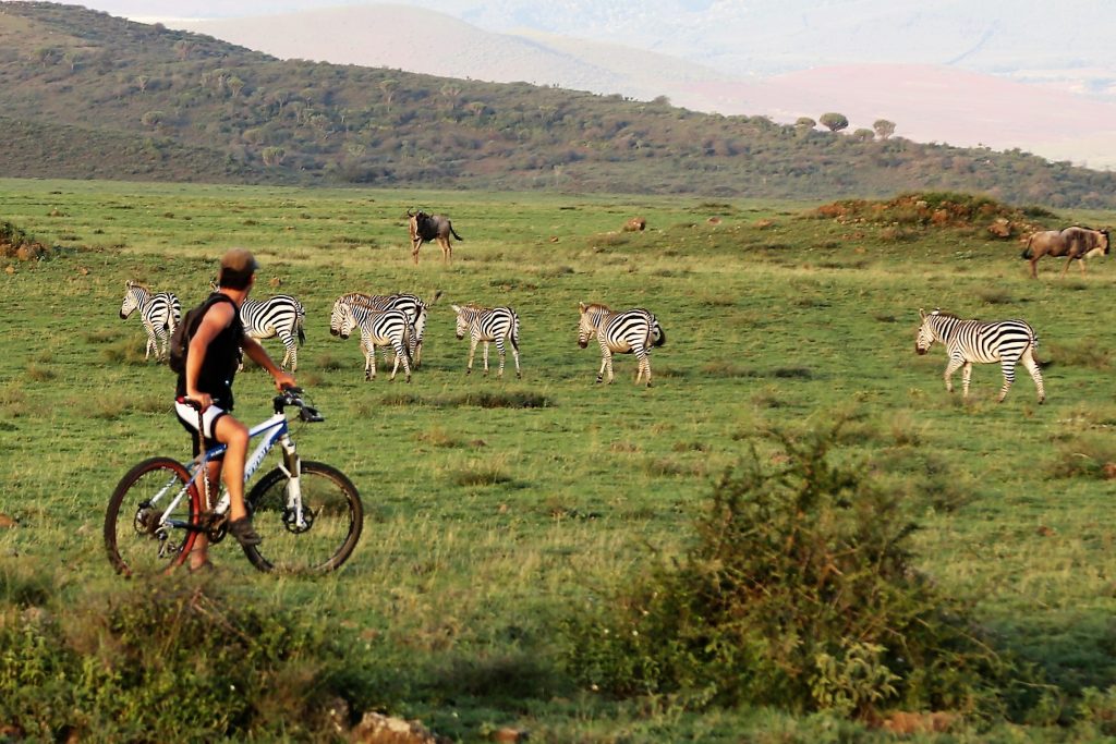 Biking-Safari-Zebras