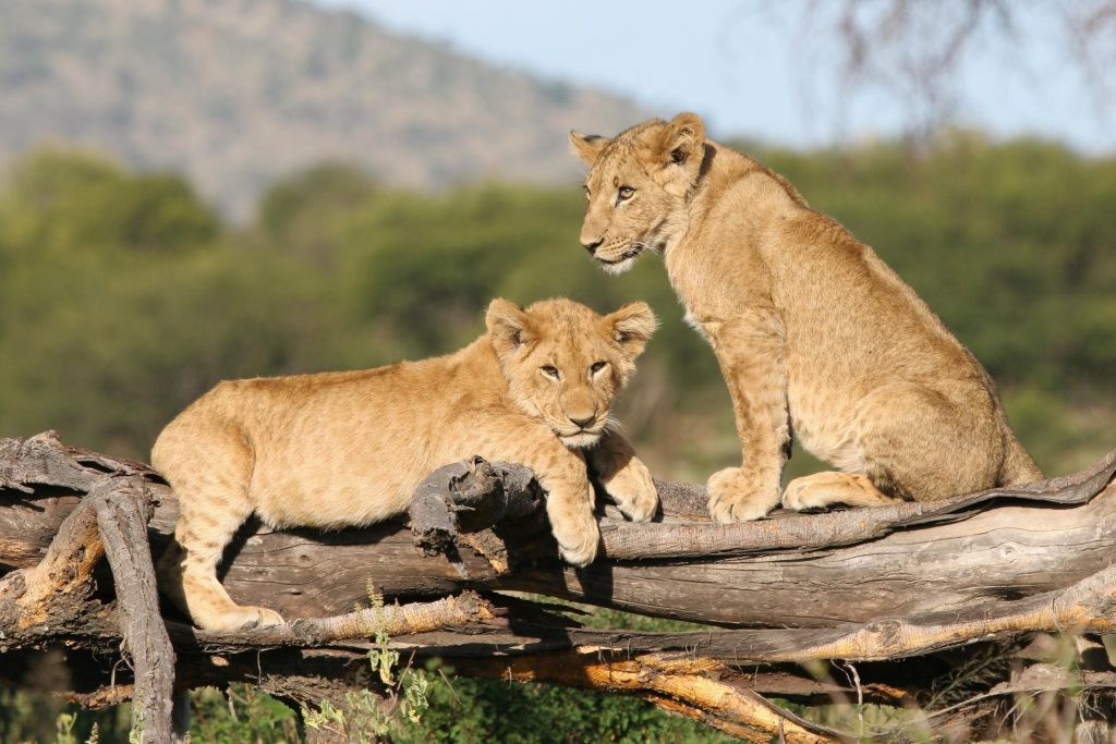 Tanzania-Lion-Cubs