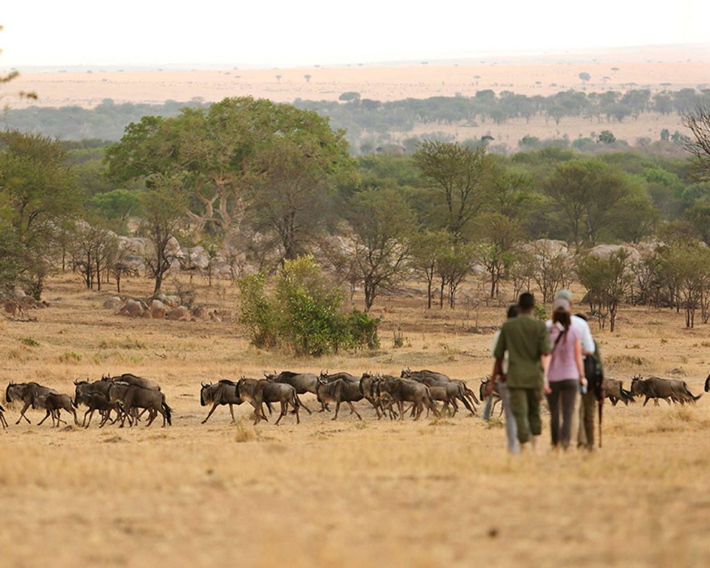 Walking-Safari-Wildebeest
