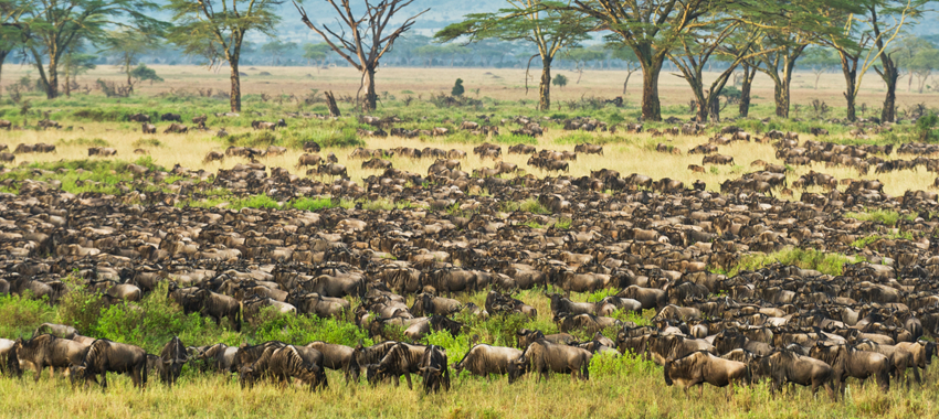 Wildebeest-Calving-in-Serengeti