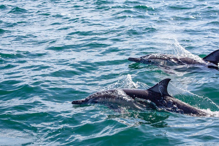 Dolphins-Loreto-Baja-Mexico