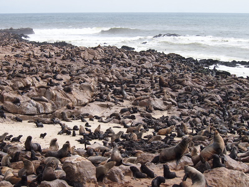 Namibia-Cape-Cross-Seal-Reserve