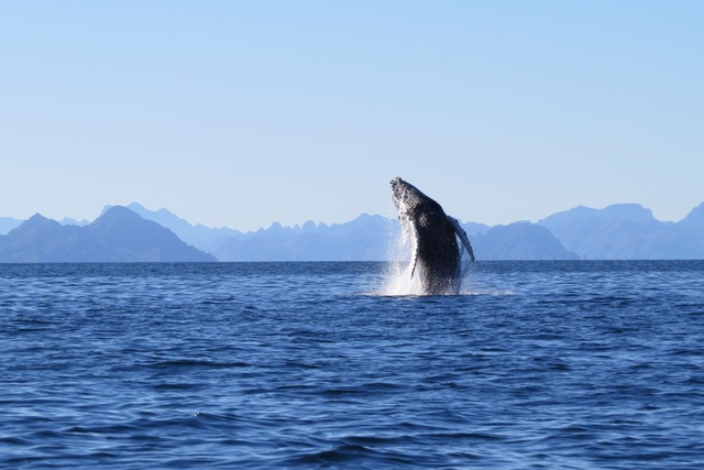 Whales-Sea-Kayak-Loreto