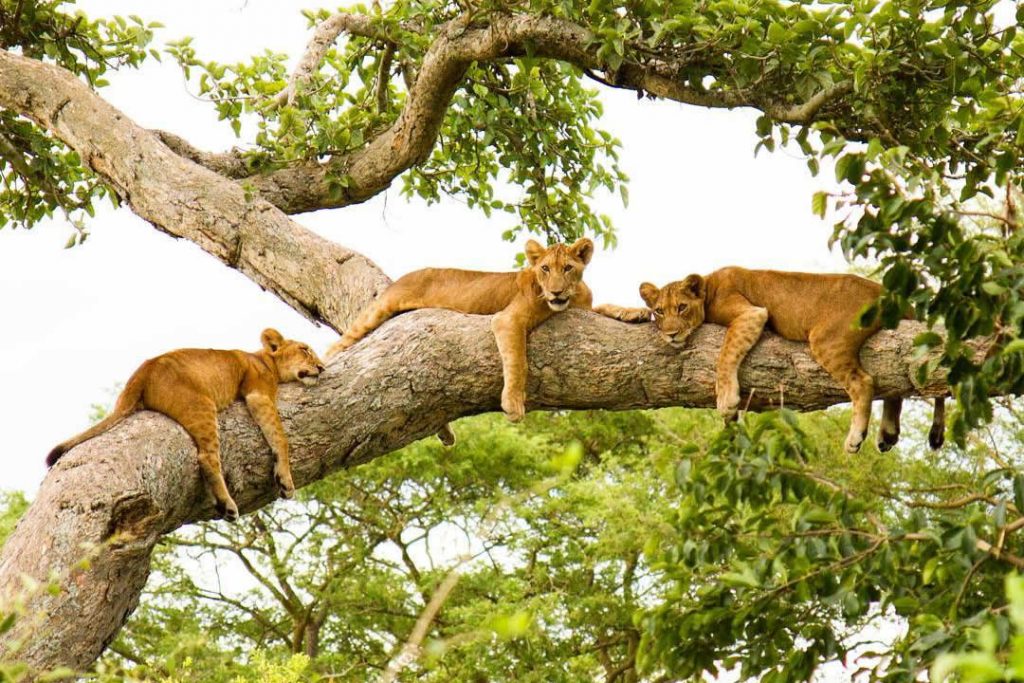 Tree-Climbing-Lions-2