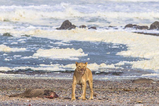 7-Unusual-Travel-Ideas-Lions-Hunting-Seals-Credits-PE-Stander